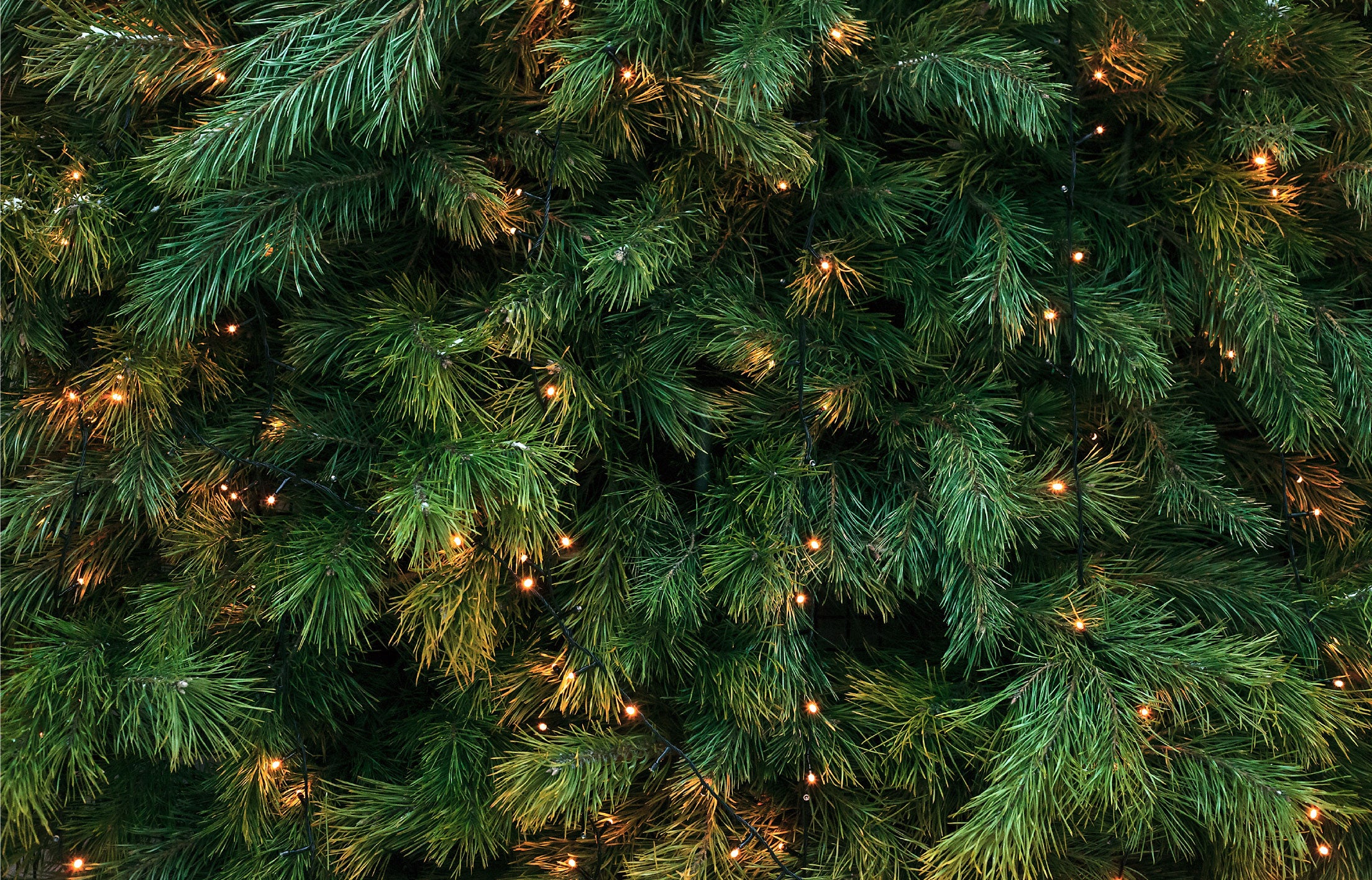 More Info for North Carolina Master Chorale Joy of the Season