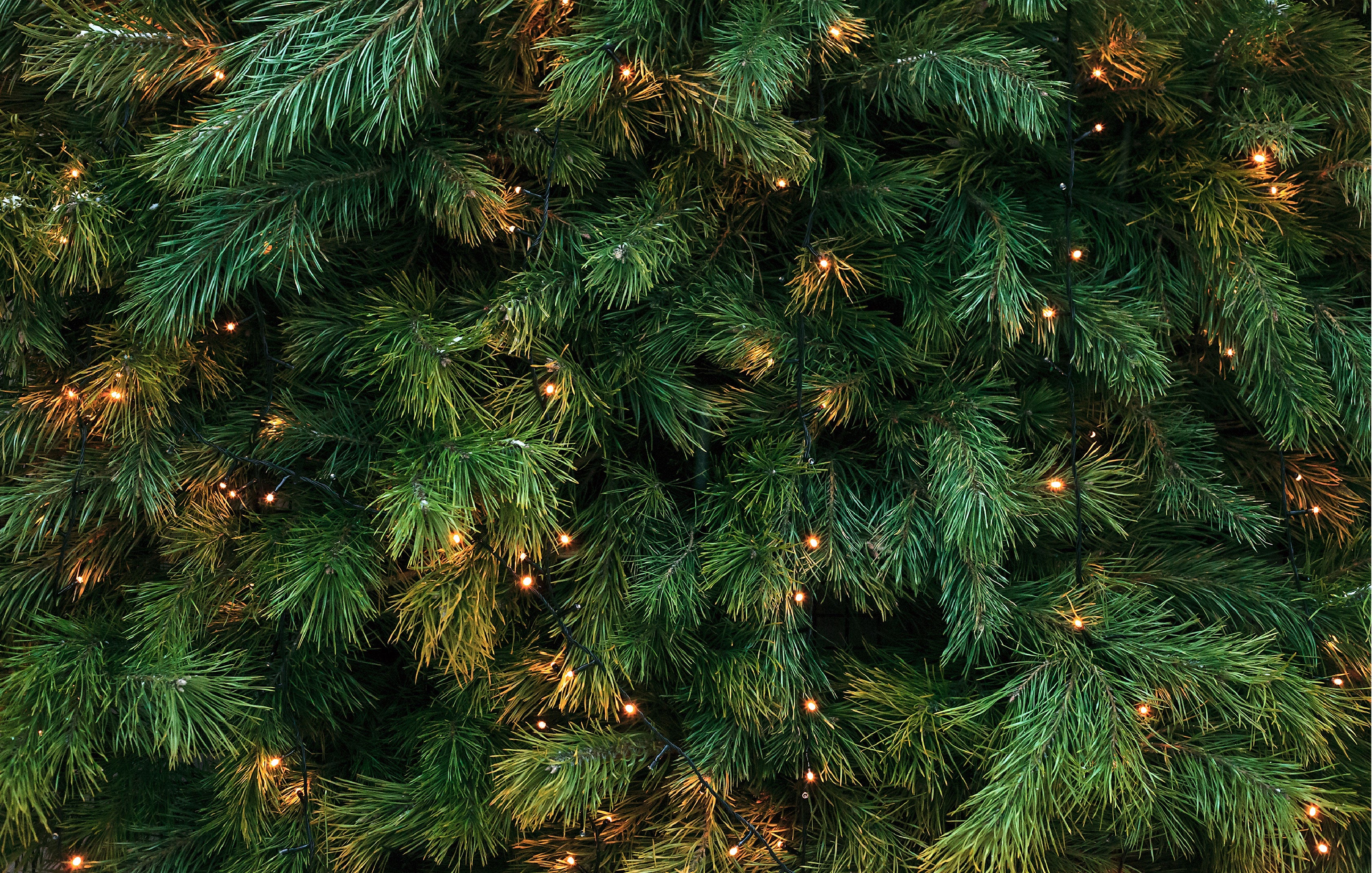 North Carolina Master Chorale Joy of the Season