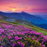 Photo of countryside with hill of flowers