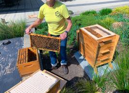 Our bee keeper, Alice Hinman, removes a tray of bees to be placed in our hive