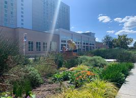 Our bee keeper, Alice Hinman, places the top cover on the bee hive at the Raleigh Convention Center