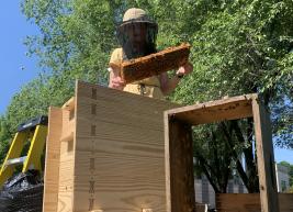 Our bee keeper, Alice Hinman, analyzes a portion of the bee hive at the Martin Marietta Center