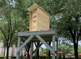 A photo of the Martin Marietta Center hive, located on the east side of the Lichtin plaza.